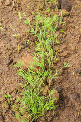 Obraz premium Parsley grows in the garden in the summer in the greenhouse