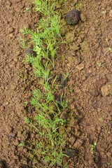 Parsley grows in the garden in the summer in the greenhouse