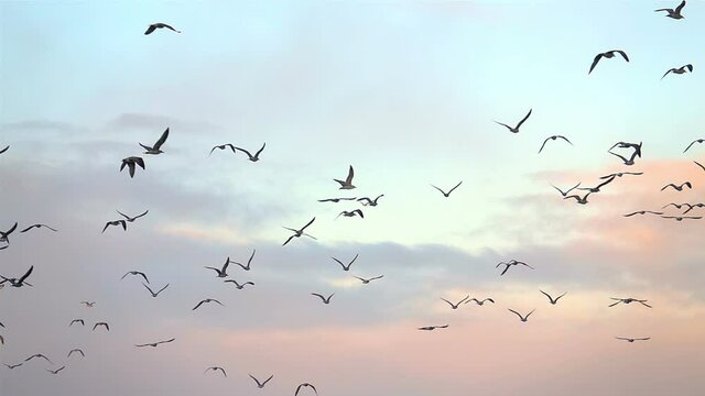 Birds in the sunset sky