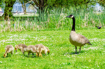 Canada geese in the park