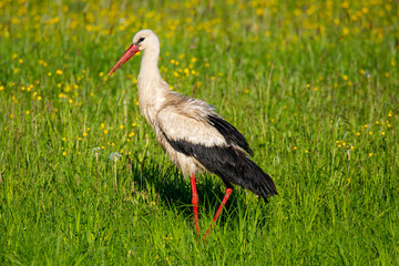 Stork feeding on the meadow