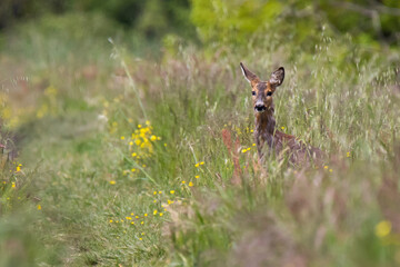 young roe deer looks from the bushes 