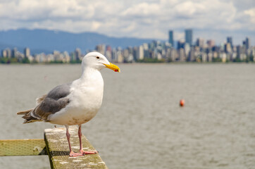 Seagull, seagulls, bird, birds, sea