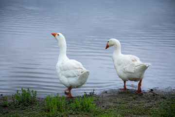 two geese enter the lake