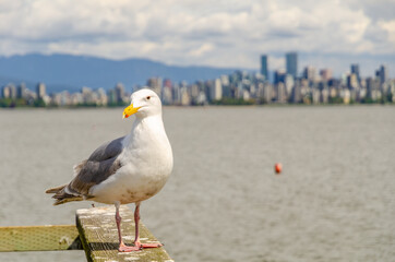 Seagull, seagulls, bird, birds, sea