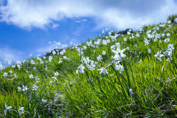 daffodils flowering in Monte Croce, Apuan Alps in Italy