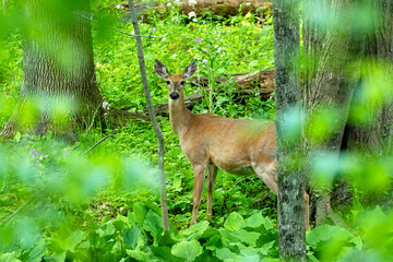 The White-tailed deer , hind on the forest