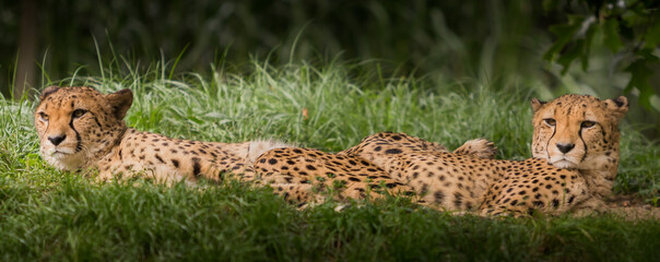 Geparden © Eckhard Henkel