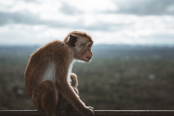Profile of a little monkey sitting in front of a landscape
