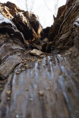 wall