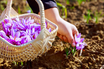 Woman picks saffron flowers in a wicker basket.