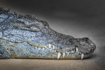 Nilkrokodil