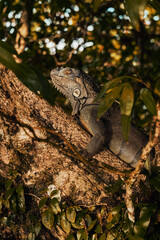 Iguane vert Costa rica