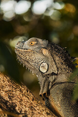 Iguane vert Costa rica