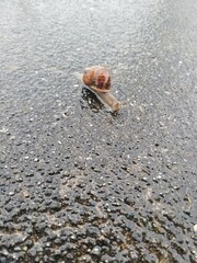 Snail in the rain