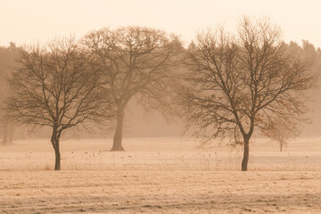Trees in the fog in the morning