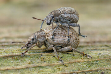 Closeup on a copulation on a weevil species, Philopedon plagiatus on a piece of wood