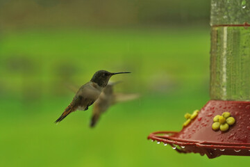 Closeup on a Rufous hummingbird, Selasphorus rufus , photographed in the flight while coming to drink a the feeder in Northern Oregon