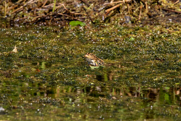 The northern leopard frog is native North American animal. It is the state amphibian of Minnesota and Vermont.