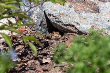 Thirteen-lined ground squirrel (Ictidomys tridecemlineatus) in the garden