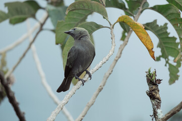 Bird Costa Rica