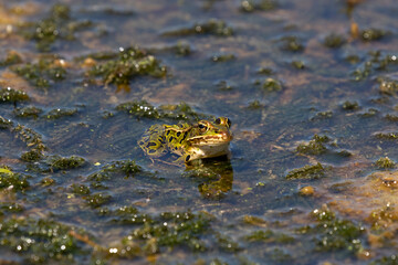 The northern leopard frog is native North American animal. It is the state amphibian of Minnesota and Vermont.