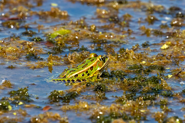 The northern leopard frog is native North American animal. It is the state amphibian of Minnesota and Vermont.