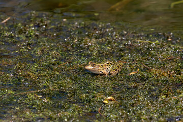 The northern leopard frog is native North American animal. It is the state amphibian of Minnesota and Vermont.