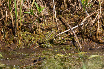 The northern leopard frog is native North American animal. It is the state amphibian of Minnesota and Vermont.