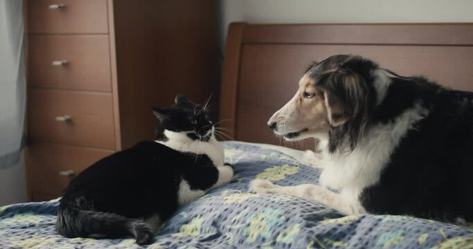 Brave cat resists dog attack pet animals lying at home bedroom