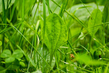 plantain lanceolate on a background of green grass - obrazy, fototapety, plakaty