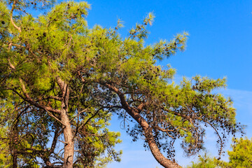 Fototapeta premium Turkish pine tree (Pinus brutia) against blue sky