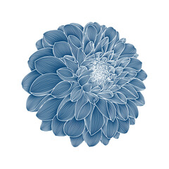 Isolated  hand-drawn dahlia flower. Vector element for design.