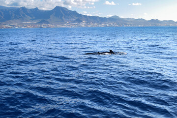 Fototapeta premium dolphin jumping in the sea