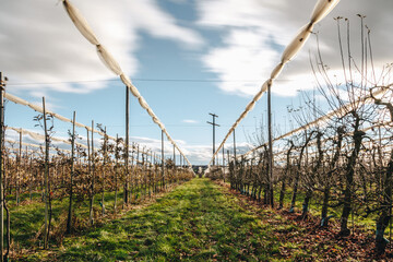 Obraz premium Long exposure of a pear plantation in spring