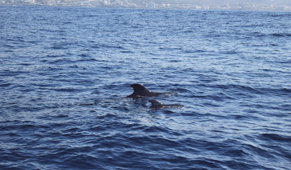 two dolphins in the sea