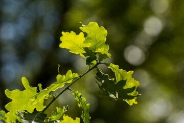 green oak leaves on a background of green nature