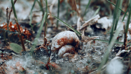 On the shore lies a shell, a snail's house. There are a lot of dandelion seeds around. Old shell from a little shell
