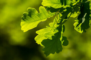 green oak leaves on a background of green nature © Paulina