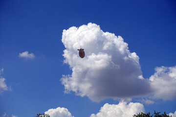 Cumulus-Wolken am blauen Himmel © etfoto