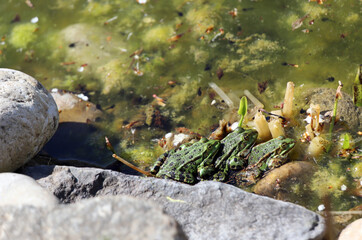 Teichfrösche (Pelophylax esculentus) im Gartenteich
