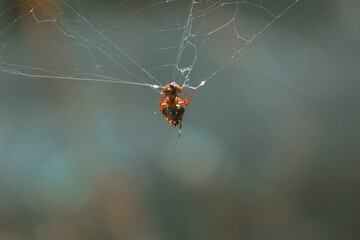 Insecte au Costa Ria