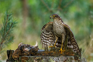 Hunter with caught prey. Northern sparrowhawk, Accipiter nisus, perched on stump in green forest and feeds on killed quail. Raptor in wild nature. Successful hunter in habitat. Habitat Europe, Asia.
