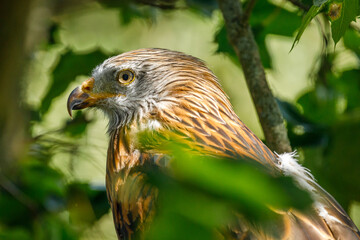 Portrait of red kite, Milvus milvus, perched on branch covered by green leaves. Endangered bird of...