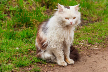 Cute cat in green grass on a meadow