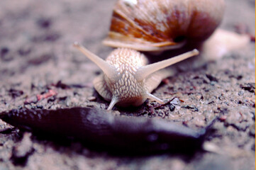 Riesen Schnecke zusammen mit einer Nacktschnecke auf dem Waldboden