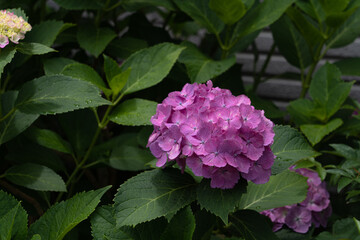 【6月】雨上がりの紫陽花【梅雨】
