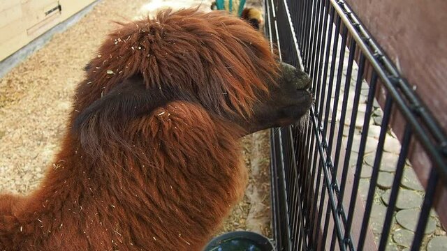 Alpaca, alpaca Vicugna pacos is a pet derived from vicuna or vigoni. An animal with thick brown fur looks over a metal fence and gnaws at the fence. Alpaca at the zoo.