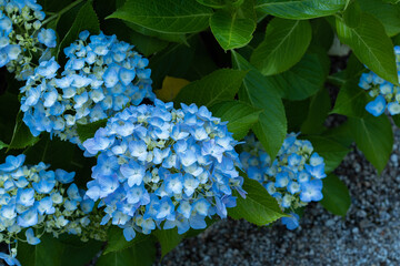 【6月】雨上がりの紫陽花【梅雨】
