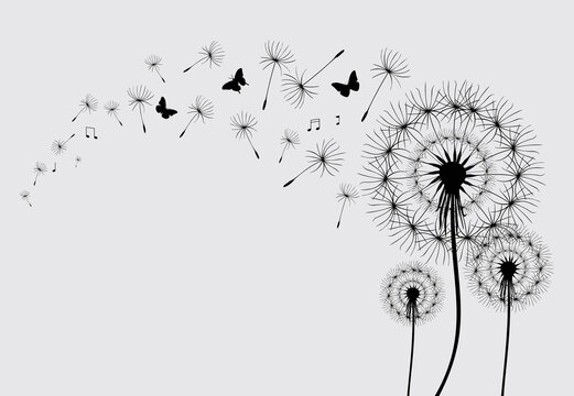 Fototapeta Dandelion with flying butterflies and seeds, vector illustration